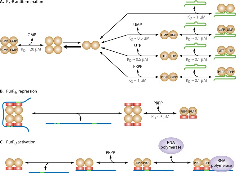 FIG 13