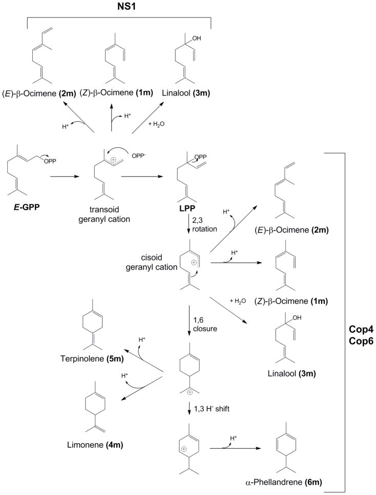 Scheme 3