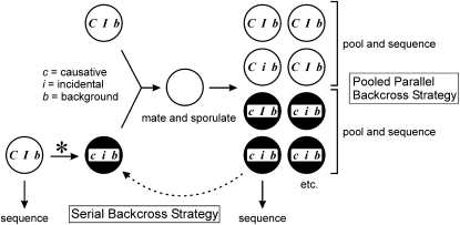 Figure 1.—