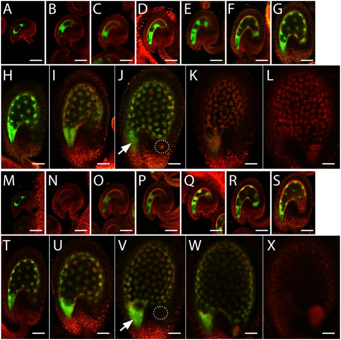 FIGURE 3