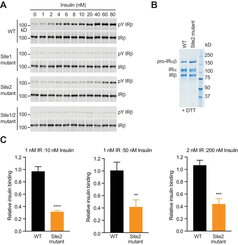 Figure 3—figure supplement 2.