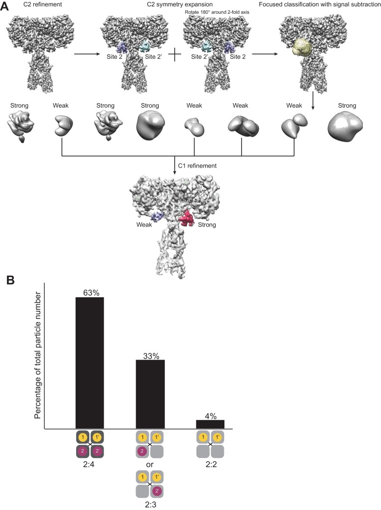 Figure 1—figure supplement 5.