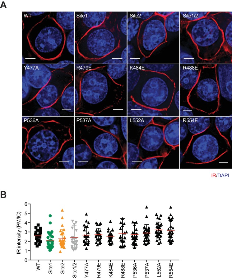 Figure 3—figure supplement 3.