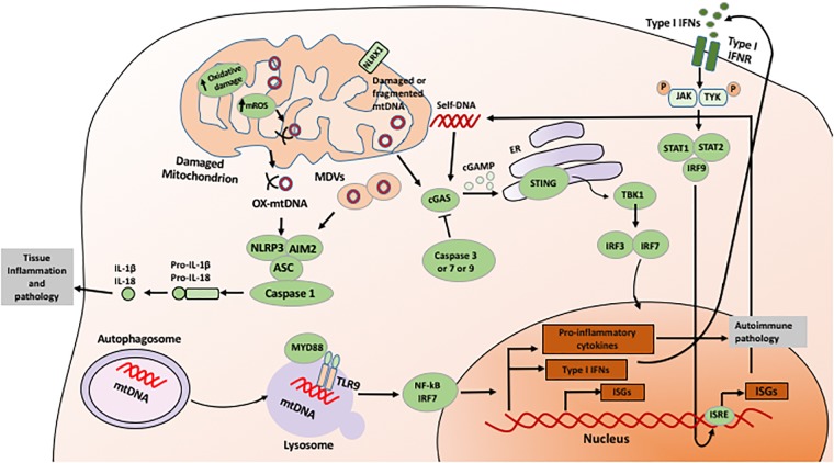 FIGURE 1