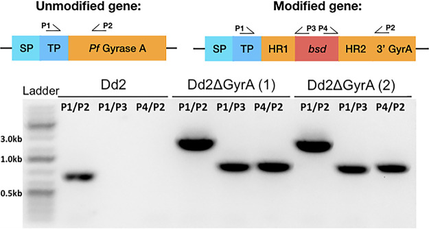 FIG 2