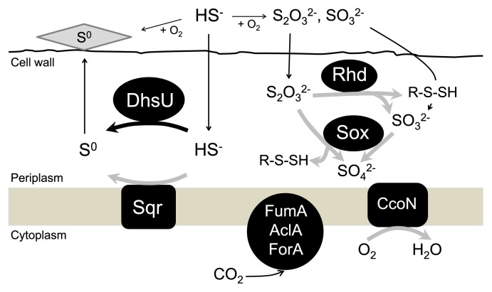 Fig. 2