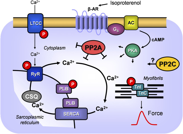 FIGURE 11