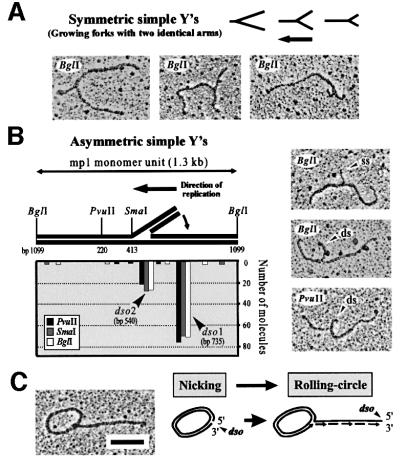 graphic file with name cdf311f2.jpg