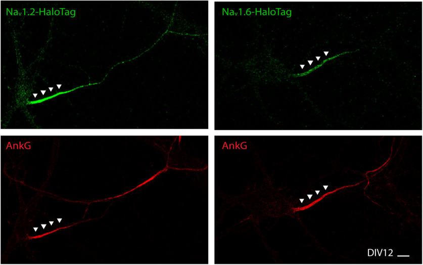 Figure 12.