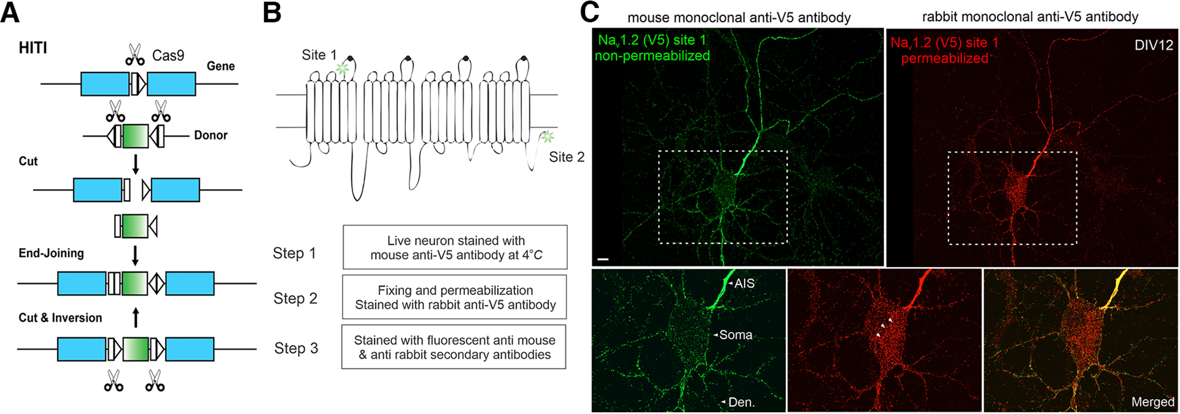 Figure 1.