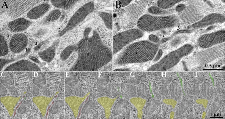 Fig. 3.