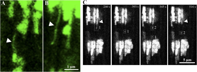 Fig. 9.