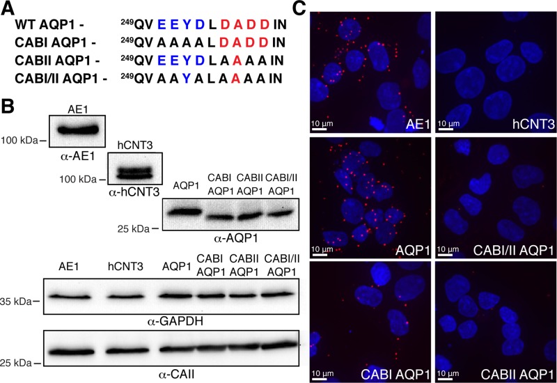 FIGURE 7: