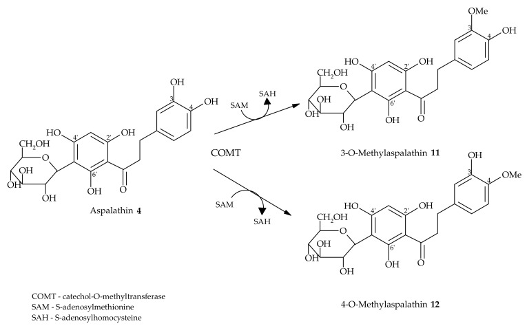 Scheme 2