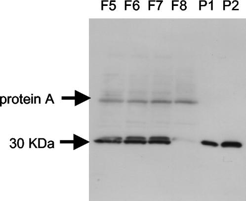 FIG. 5.