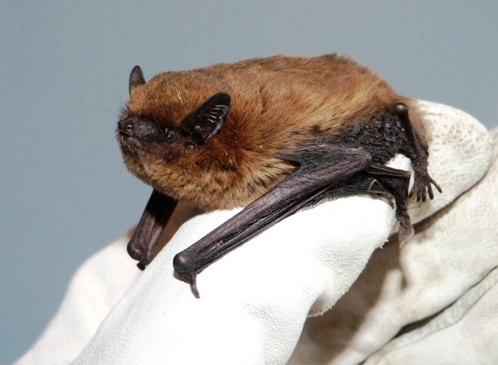 Testing bats in rehabilitation for SARS‐CoV‐2 before release into the ...