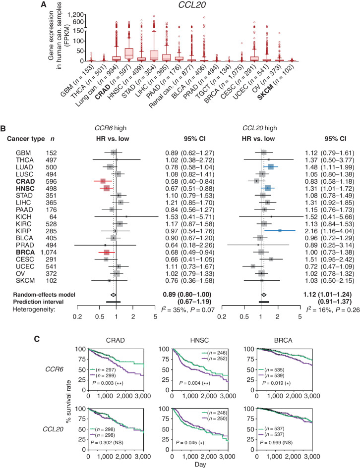 Figure 2. CCR6 gene-expression correlates with favorable prognoses of some human CCL20-producing cancers. A, Fragments per kilobase of exon per million reads mapped (FPKM) of CCL20 gene expression was calculated from the RNA-seq results in 20 types of indicated human cancers using TCGA database obtained from the Human Protein Atlas. Results are presented as box plots with 10 to 90 percentiles, and outliers are shown. Lung cancer includes LUAD and LUSC, and renal cancer includes KICH, KIRC, and KIRP. B, HRs of death for high CCR6 and CCL20 gene expression in 19 types of human cancers in TCGA database are presented as forest plots. Results are presented with 95% CI on a logarithmic scale. Size of the marks indicates the number of samples (patients). Red bars indicate the correlation with prolonged survival and blue bars indicate the correlation with brief survival. Random-effects model meta-analysis was applied to pool the effect size, and the pooled effect size with the associated 95% CIs is described in a diamond. The 95% prediction interval of the pooled effect is described in horizontal bar. Between-cancer-type heterogeneity variance (I2 value) is shown in the panel. C, OS curves for patients with a higher level of CCR6 or CCL20 gene expression in tumor than the median level (green) and patients with lower level of either gene in their tumor than the median level (purple) in CRAD, HNSC, and BRCA are presented. Survival curves are presented within day 3,000, and points censored are shown as a black bar. Results were analyzed with Kaplan–Meier survival analysis by log-rank methods, and P values are shown in the panel. NS, not significant. *, P < 0.05; **, P < 0.01. Number (n) of tumors (A) or patients (B and C) in every type of cancer is indicated. Abbreviation of cancer types are indicated in Supplementary Table; can., cancer.