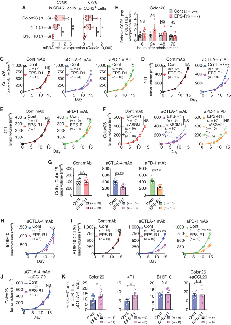 Figure 3. EPS-R1 augments antitumor effects of ICB therapies. A, BALB/c WT or C57BL/6 (B6) WT mice were s.c. inoculated with syngeneic Colon26, 4T1 (BALB/c), or B16F10 (B6) tumor cells, respectively. CD45− or CD45+ cells were isolated from single-cell suspensions prepared from growing tumors on day 15, and RNAs were obtained from these cells. Ccl20 gene expression in CD45− cells and Ccr6 gene expression in CD45+ cells were examined by RT-qPCR methods (n = 6). All results obtained from two experiments are presented. B, BALB/c WT mice were s.c. inoculated with syngeneic Colon26 tumor cells, and EPS-R1 was administered by oral gavage on day 7. Then, the CCR6+ population among CD8+ TILs was examined by flow cytometry 6, 24, 48, and 72 hours later [n = 5 in control (6, 24, and 48 hours) and n = 7 in control (72 hours) and in EPS-R1]. C, BALB/c WT mice were s.c. inoculated with syngeneic Colon26 tumor cells, and dietary ingestion of EPS-R1 was started on day 0. Some mice were i.p. treated with anti–CTLA-4 mAb or anti–PD-1 mAb. Tumor volumes were periodically measured and statistically compared on day 15. Tumor growth among anti–CTLA-4 mAb- or anti–PD-1 mAb-treated mice was not significantly different with that among control mice. All results obtained from three (control Ig- and anti–CTLA-4 mAb-treated groups) or two (anti–PD-1 mAb-treated group) experiments are presented. D, BALB/c WT mice were s.c. inoculated with syngeneic 4T1 tumor cells, and dietary ingestion of EPS-R1 was started on day 0. Some mice were i.p. treated with anti–CTLA-4 mAb. Tumor volumes were periodically measured and statistically compared on day 15. Tumor growth among anti–CTLA-4 mAb-treated mice was not significantly different with that among control mice. All results obtained from two experiments are presented. E, BALB/c WT mice were s.c. inoculated with syngeneic 4T1 tumor cells, and dietary ingestion of EPS-R1 was started on day 0. Some mice were i.p. treated with anti–PD-1 mAb. Tumor volumes were periodically measured and statistically compared on day 15. Tumor growth among anti–PD-1 mAb-treated mice was not significantly different from that among control mice. F, BALB/c WT mice were s.c. inoculated with syngeneic Colon26 tumor cells, and dietary ingestion of EPS-R1 commenced on day 0. Some mice were i.p. treated with anti–CTLA-4 mAb or anti–PD-1 mAb. Some EPS-R1–ingested mice were additionally treated with anti-ASGM1 Ab to deplete NK cells. Tumor volumes were periodically measured and those of EPS-R1–ingested mice treated with or without anti-ASGM1 Ab were statistically compared on day 14. Tumor growth among anti–CTLA-4 mAb- or anti–PD-1 mAb-treated mice was not significantly different from that among control mice. G, Syngeneic Colon26 tumor cells were inoculated into the cecal wall of BALB/c WT mice (orthotopic transplant model), and dietary ingestion of EPS-R1 commenced on day 0. Some mice were i.p. treated with anti–CTLA-4 mAb or anti–PD-1 mAb. Tumor volume was measured and statistically compared on day 14. Tumor growth among anti–CTLA-4 mAb- or anti–PD-1 mAb-treated mice was not significantly different from that among control mice. All results obtained from three experiments are presented. H and I, B6 WT mice were s.c. inoculated with syngeneic B16F10 tumor cells (H) or B16F10-CCL20 tumor cells (I), and dietary ingestion of EPS-R1 was started on day 0. All mice were i.p. treated with anti–CTLA-4 mAb (H) and some mice were i.p. treated with anti–CTLA-4 mAb or anti–PD-1 mAb (I). Tumor volumes were periodically measured and statistically compared on day 15. Tumor growth among anti–CTLA-4 mAb- or anti–PD-1 mAb-treated mice was not significantly different from that among control mice (I). J, BALB/c WT mice were s.c. inoculated with syngeneic Colon26 tumor cells, and some mice were dietary ingested with EPS-R1 starting on day 0. All mice were i.p. treated with anti–CTLA-4 mAb and additionally neutralizing anti-CCL20 mAb. Tumor volumes were periodically measured and statistically compared on day 15. K, Single-cell suspensions were prepared from some anti–CTLA-4 mAb-treated tumors on day 15 presented in C, D, H, and J. Then, CCR6-expressing populations among CD3+ CD8+ TILs were examined by flow cytometry. Results are presented as box plots with individual samples (A), mean ± SEM (C–F and H–J) and depicted at scatter plots of the results of individual samples (B, G, and K). Results are processed as the relative values of individual EPS-R1–ingested samples compared with the mean values of control samples in each time point. Number (n) of mice in every group is indicated in the panels (C–K). Statistical analyses were performed by Kruskal–Wallis test with Dunn correction (A), two-way ANOVA with Bonferroni correction (B), or Student t test (C–K). NS, not significant. *, P < 0.05; **, P < 0.01; ****, P < 0.0001. Similar results were obtained from two (A, C in anti–PD-1 mAb group, H, J, and K) or three (C in control Ig and anti–CTLA-4 mAb groups, D, E, G, and I) independent experiments. cont, control; aCTLA-4 (PD-1, CCL20), anti–CTLA-4 (PD-1, CCL20); pop., population; CD8 TIL(s), CD8+ TIL(s); aCTLA-4(PD-1, CCL20, ASGM1), anti–CTLA-4(PD-1, CCL20, ASGM1) (mAb); ortho., orthotopic.