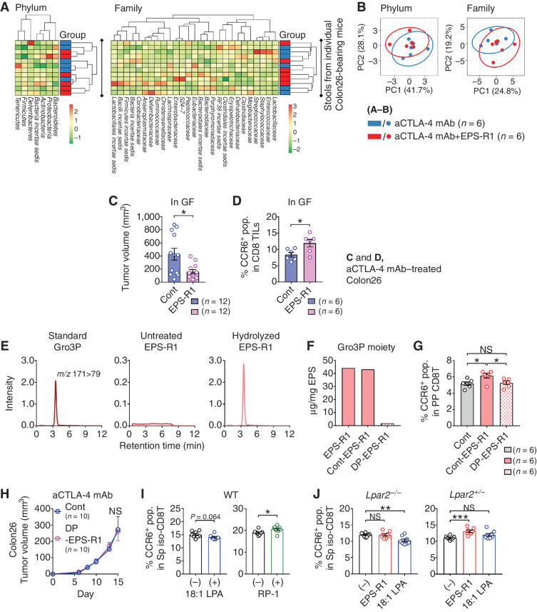 Figure 6. The Gro3P moiety of EPS-R1 and LPA2 is involved in EPS-R1–induced CCR6 expression on CD8+ T cells. A, BALB/c WT mice were s.c. inoculated with Colon26 tumor cells and i.p. treated with anti–CTLA-4 mAb with or without ingestion of EPS-R1. Stools were collected from the rectum on day 15, and microbiota of each mouse was examined by 16S rRNA-seq analysis (n = 6). Relative abundance of phyla and families was clustered for all mice in a heat map. B, Relative abundance of phyla and families demonstrated in A was assessed with principal components analysis (PCA) with prediction ellipses (95%) and contribution rate of PC1 and PC2. C, GF BALB/c WT mice were s.c. inoculated with Colon26 tumor cells and i.p. treated with anti–CTLA-4 mAb (n = 12). Dietary EPS-R1 was started on day 0. Tumor volumes were statistically compared on day 15. D, Single-cell suspensions were prepared from Colon26 tumors in GF BALB/c WT mice treated with anti–CTLA-4 mAb with or without EPS-R1 ingestion on day 15 (n = 6). Then, the CCR6+ population among CD8+ T cells in TILs was analyzed by flow cytometry. E, Gro3P (standard), untreated EPS-R1, and hydrolyzed EPS-R1 were analyzed by LC-MS/MS to detect Gro3P. F, EPS-R1 was treated with HF for 10 minutes to prepare non-dephosphorylated EPS-R1 as the control (Cont-EPS-R1) or for 3 days to obtain dephosphorylated EPS-R1 (DP-EPS-R1). Then Gro3P content in these different EPS-R1 was examined by LC-MS/MS. Contents of Gro3P are presented as μg/mg in EPSs. G, BALB/c WT mice were orally administered Cont-EPS-R1 or DP-EPS-R1 for 6 days, and then CCR6+ populations among Peyer's patch CD8+ T cells were examined by flow cytometry (n = 6). H, BALB/c WT mice were s.c. inoculated with syngeneic Colon26 tumor cells, and dietary ingestion of DP-EPS-R1 commenced on day 0. All mice were i.p. treated with anti–CTLA-4 mAb. Tumor volumes were periodically measured and statistically compared on day 15. I, CD8+ T cells were freshly isolated from splenic MNCs of BALB/c WT mice and stimulated with 18:1 LPA or RP-1 in vitro. After 24-hour incubation, the CCR6+ populations were examined by flow cytometry (n = 8). J, CD8+ T cells were freshly isolated from splenic MNCs of Lpar2−/− or Lpar2+/− ICR mice and stimulated with EPS-R1 or 18:1 LPA in vitro. After 24-hour incubation, the CCR6+ populations were examined by flow cytometry (n = 8). Results are presented as dot plots with mean ± SEM (C, D, G, I, and J), chromatograms (E), or mean ± SEM (H). Statistical analyses were performed by Student t test (C, D, H, and I) or one-way ANOVA with Tukey correction (G) or Dunnett correction (J). NS, not significant. *, P < 0.05; **, P < 0.01; ***, P < 0.001. All the results obtained from two independent experiments are demonstrated (C), and similar results were obtained from two (A, B, D–H, and J) or three (I) independent experiments. aCTLA-4, anti–CTLA-4; cont, control; pop., population; CD8 TILs, CD8+ TILs; m/z, mass-to-charge ratio; PP, Peyer's patch; CD8T, CD8+ T cell(s); aCTLA-4, anti–CTLA-4; Sp, spleen; iso-, isolated-.