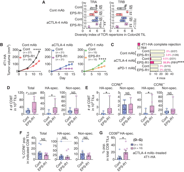 Figure 5. Anti–CTLA-4 mAb/EPS-R1 treatment increases tumor-specific CTL infiltration into 4T1-HA tumors. A, RNA samples were prepared from Colon26 tumors in BALB/c WT mice treated with anti–CTLA-4 mAb and/or EPS-R1 ingestion on day 10 (top bar) and 15 (bottom bar), and TCR genes were analyzed by deep sequencing on individual samples. Diversity of TRA and TRB repertoire was examined by the Shannon–Wiener diversity index (n = 2–3). B and C, BALB/c WT mice were s.c. inoculated with 4T1-HA tumor cells and dietary EPS-R1 was started on day 0. Some mice were i.p. treated with anti–CTLA-4 mAb or anti–PD-1 mAb. Tumor volumes were periodically measured and statistically compared on day 14 (B). Tumor growth in anti–CTLA-4 mAb- or anti–PD-1 mAb-treated mice was significantly suppressed (P < 0.0001, respectively) when compared with those in the control mice. Number (n) of mice in every group is indicated. Tumor rejection rate on day 14 is indicated and statistically compared (C). All results obtained from three (control Ig-treated group) or two (anti–CTLA-4 mAb- and anti–PD-1 mAb-treated groups) independent experiments are presented. D–F, Single-cell suspensions were prepared from 4T1-HA tumors in BALB/c WT mice treated with anti–CTLA-4 mAb with or without EPS-R1 ingestion on day 15. Then, the number of total, HA-specific TCR+, or HA-nonspecific CD8+ T cells among 103 of TILs (D), the number of CCR6+ or CCR6− HA-specific TCR+/– CD8+ T cells among 103 of TILs (E), and the population of CCR6-expressing cells among total, HA-specific TCR+, or HA-nonspecific CD8+ T cells (F) were examined by flow cytometry (n = 10). G, CD39low (nonexhausted) HA-specific TCR+ populations among CD8+ T cells in the single-cell suspensions prepared as described in D–F were examined by flow cytometry (n = 10). Results are presented as a floating bar graph with mean and individual samples (A), mean ± SEM (B), bar chart (C), box plots with individual samples (D and E), or dot plots with mean ± SEM (F and G). Statistical analyses were performed by two-way ANOVA with Bonferroni (between days) or Tukey (between treatments) correction (A), Student t test (B, F, and G), Chi-square residual analysis (C) or Mann–Whitney U test (D and E). NS, not significant. *, P < 0.05; **, P < 0.01; ***, P < 0.001; ****, P < 0.0001. Similar results were obtained from two independent experiments (D–G). cont, control; aCTLA-4 (PD-1), anti–CTLA-4 (PD-1); spec., specific; #, number; CD8T, CD8+ T cell(s); pop., population.