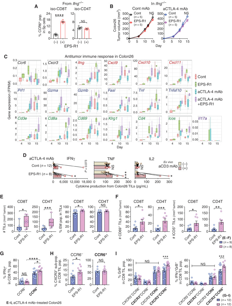 Figure 4. Preferentially infiltrating CCR6+ CD8+ T cells increase effector CD8+ T cells in anti–CTLA-4 mAb/EPS-R1–treated Colon26 tumors. A, CD8+ or CD4+ T cells were isolated from splenocytes of BALB/c Ifng−/− mice, and stimulated with EPS-R1 for 24 hours in vitro. CCR6+ populations among CD8+ or CD4+ T cells were examined by flow cytometry (n = 6). B, BALB/c Ifng−/− mice were s.c. inoculated with Colon26 tumor cells and dietary ingestion of EPS-R1 was started on day 0. Some mice were i.p. treated with anti–CTLA-4 mAb. Tumor volumes were periodically measured and statistically compared on day 15. Tumor growth among anti–CTLA-4 mAb-treated mice was not significantly different from that in control mice. C, RNA samples were obtained from Colon26 tumors in BALB/c WT mice treated with anti–CTLA-4 mAb and/or EPS-R1 ingestion on day 4, 10, and 15. Then, RNA-seq analysis was performed on individual samples (n = 3–4 in every group). FPKMs of selected 19 antitumor immune response-related genes are presented. D–I, CD45+ single-cell suspensions were prepared from Colon26 tumors in BALB/c WT mice treated with anti–CTLA-4 mAb with or without EPS-R1 ingestion on day 15. These cells were stimulated with anti-CD3 mAb ex vivo and cell-free culture supernatants were harvested 48 hours later, then the amounts of IFNγ, TNF, and IL2 were examined by ELISA (n = 12 in control and n = 8 in EPS-R1) (D). The number of CD8+ or CD4+ T cells per 1 mm3 tumor and the population of EM phenotype (CD44high CD62L−) cells among CD8+ or CD4+ T cells (n = 9 in control and n = 8 in EPS-R1; E), the number of CD69- or ICOS-expressing CD8+ or CD4+ T cells per 1 mm3 tumor (n = 9 in control and n = 8 in EPS-R1; F), IFNγ+ population among CCR6-expressing CD8+ T cells (n = 12; G), CXCR3+ population among CCR6− or CCR6+ CD8+ T cells (n = 12; H), and granzyme B+ or IFNγ+ granzyme B+ (double-positive) population among CXCR3- and/or CCR6-expressing CD8+ T cells (n = 12) were examined by flow cytometry (I). Results are presented as the mean ± SEM and are depicted as scatter plots of the results of individual samples (A, E in % EM and F–I), mean ± SEM (B), box plots (C), dot plots with mean and line connected between the results using same samples (D) or box plots with individual samples (E in # TILs). Number (n) of mice in every group is indicated in the panels (B). Statistical analyses were performed by Student t test (A, B, E in % EM, F and H), two-way ANOVA with Bonferroni correction (D, G, and I) or Mann–Whitney U test (E in # TILs). NS, not significant. *, P < 0.05; **, P < 0.01; ***, P < 0.001; ****, P < 0.0001. Similar results were obtained from two independent experiments (A, B and G–I). All the results obtained from two independent experiments are presented (D). iso-, isolated-; CD8(4)T, CD8(4)+ T cell(s); pop.(s), population(s); Sp, spleen; cont, control; aCTLA-4, anti–CTLA-4; aCD3, anti-CD3ε; #, number; GrB, granzyme B.