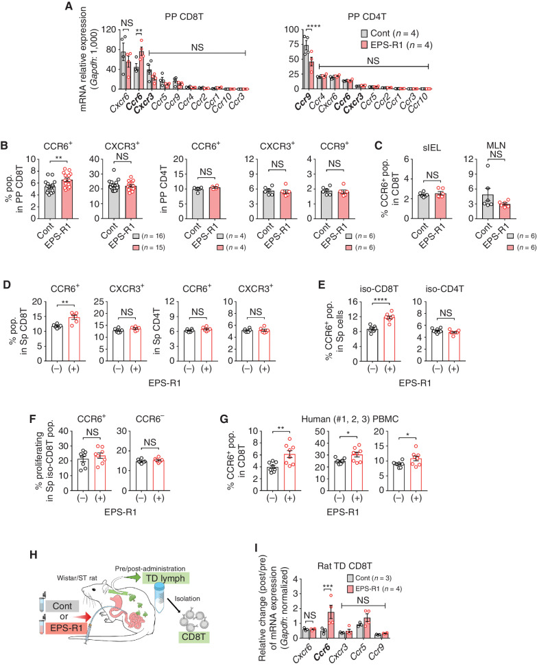 Figure 1. Oral ingestion of EPS-R1 induces CCR6+ CD8+ T cells. A and B, After BALB/c WT mice had ingested EPS-R1 for 6 days, mononuclear cells (MNC) were prepared from their Peyer's patches. Following CD8+ or CD4+ T cell isolation, mRNA gene expression of 10 chemokine receptors in CD8+ or CD4+ T cells was examined by quantitative reverse transcription PCR (RT-qPCR) methods (n = 4; A). CCR6+ or CXCR3+ populations among Peyer's patch CD8+ T cells (n = 16 in control and n = 15 in EPS-R1. All results obtained from three experiments are presented) and the CCR6+, CXCR3+, or CCR9+ populations among Peyer's patch CD4+ T cells (n = 4 for CCR6 and n = 6 for CXCR3 and CCR9) were examined by flow cytometry (B). C, After BALB/c WT mice had ingested EPS-R1 for 6 days, small intestinal intraepithelial lymphocytes (sIEL) or mesenteric lymph node cells (MLN) were prepared, and CCR6+ populations among CD8+ T cells were examined by flow cytometry (n = 6). D, Splenocytes freshly prepared from BALB/c WT mice were stimulated with EPS-R1 for 24 hours in vitro, then CCR6+ or CXCR3+ populations among CD8+ and CD4+ T cells were examined by flow cytometry (n = 6). E and F, CD8+ or CD4+ T cells were isolated from splenocytes of BALB/c WT mice and stimulated with EPS-R1 for 24 hours in vitro. CCR6+ populations among CD8+ or CD4+ T cells were examined by flow cytometry (n = 8; E). Proliferation was examined by a CellTrace kit using flow cytometry, and the percentage of proliferating cells among CCR6+ or CCR6− populations in CD8+ T cells was presented (n = 8; F). G, Human PBMCs were obtained from three individuals and stimulated with EPS-R1 for 24 hours in vitro, and then the CCR6+ populations among CD8+ T cells were examined by flow cytometry (n = 8). H and I, EPS-R1 or water was intraduodenally administered into Wistar/ST rats, and CD8+ T cells were isolated from lymphocytes in the thoracic duct (TD) lymph 22–24 hours after the administration. Then, RNAs were prepared, and gene expression of five chemokine receptors was examined by RT-qPCR methods (n = 3 in control and n = 4 in EPS-R1). Results are presented as the mean ± SEM and are depicted as scatter plots of the results of individual samples (A–G, and I), and processed as the relative change of post-administration (post) mRNA expression levels compared with the pre-administration (pre) controls in the same rats (I). Statistical analyses were performed by two-way ANOVA with Bonferroni correction (A and I) or Student t test (B–G). NS, not significant. *, P < 0.05; **, P < 0.01; ***, P < 0.001; ****, P < 0.0001. Similar results were obtained from two (A, B in CCR9, C and F), three (B in CXCR3 and CCR6), and five (D and E) independent experiments. PP, Peyer's patch; CD8(4)T, CD8(4)+ T cell(s); cont, control; pop.(s), population(s); Sp, spleen; iso-, isolated-; #, number.