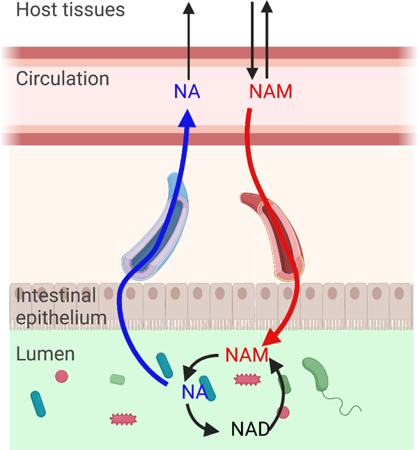 graphic file with name nihms-1854440-f0001.jpg