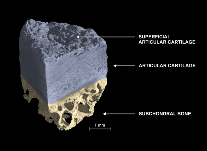 Fig. 7