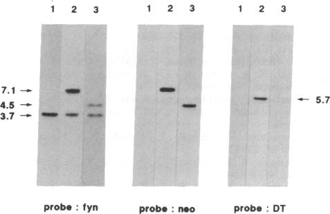 graphic file with name pnas01049-0423-a.jpg