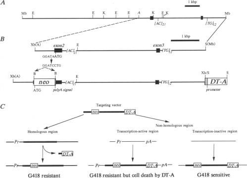 graphic file with name pnas01049-0421-a.jpg