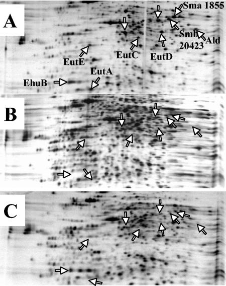 FIG. 7.