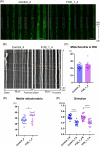 Fluorescence microscopy images and data visualizations comparing Control_4 and FUS_1_4 cell samples. (A) Shows green-stained mitochondria. (B) Kymographs of mitochondrial movement over time. (C) Bar graph quantifying mitochondria in the region of interest, with Control_4 and FUS_1_4 shown in blue and pink respectively. (D) Scatter plot displaying the percentage of motile mitochondria, with a notable difference marked by an asterisk. (E) Scatter plot illustrating directionality ratios, showing significant distinctions indicated by asterisks.