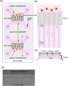 Diagram illustrating a neuronal cell culture device. (A) Shows the overall layout with cellular and axonal compartments, micro-slits, and media ports. (B) Details neuron alignment with measurements of 3 µm and 10 µm for micro-slits; total height is 100 µm. (C) Displays cross-sectional measurements, including 1.5 mm, 1.0 mm, and 0.2 mm dimensions. (D) Depicts an actual image of micro-slits below the cellular compartment.