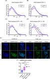 Graphs and images displaying Sholl analysis and CellROX staining results. Graphs (A-D) illustrate intersections over distance for Control_4 and FUS_1_4 conditions with and without AO treatment. Series E shows microscopy images of Control_4 and FUS_1_4 stained with DAPI and CellROX Green, both conventional and with AO treatment. Image F is a box plot comparing CellROX green positivity. Statistical significance is noted with asterisks.