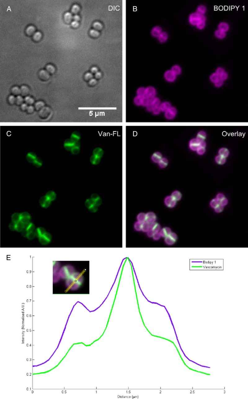 FIG 8