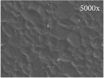 graphic file with name SCI2016-1934270.tab1.i002.jpg