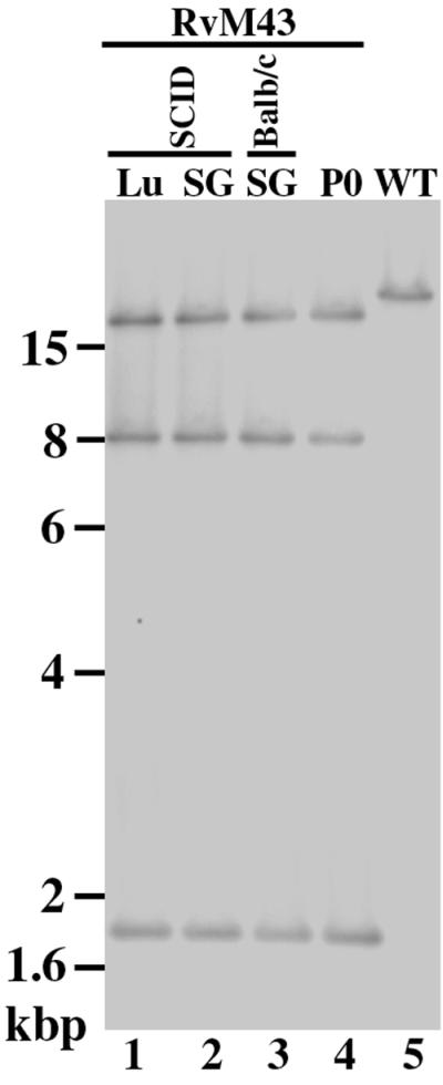 FIG. 7