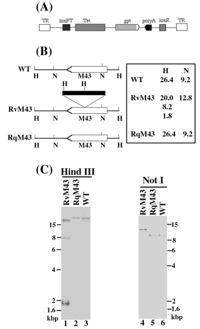 FIG. 1