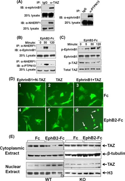 FIG. 7.