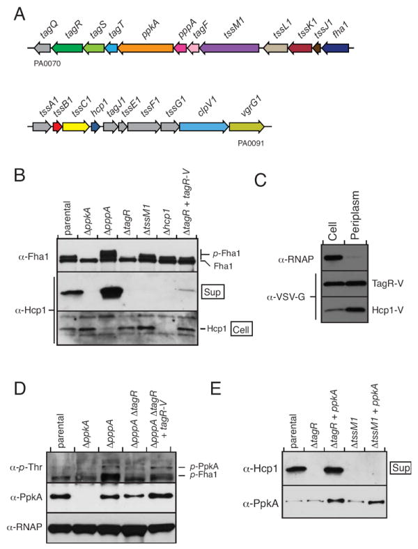 Fig. 5