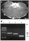 Fig. 8.