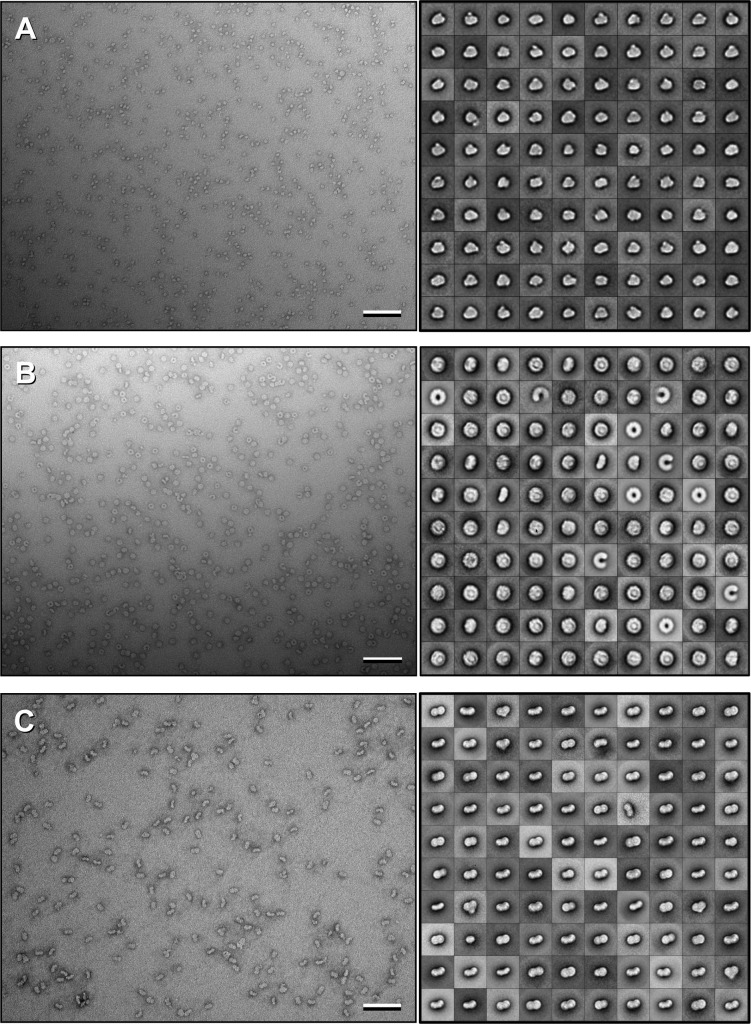 Figure 1—figure supplement 1.