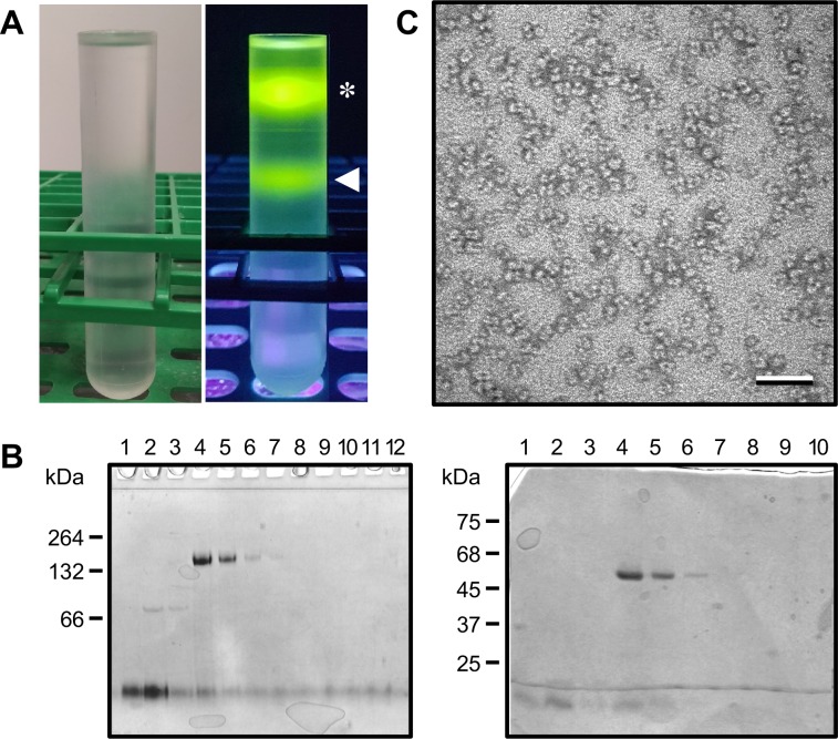 Figure 1—figure supplement 2.