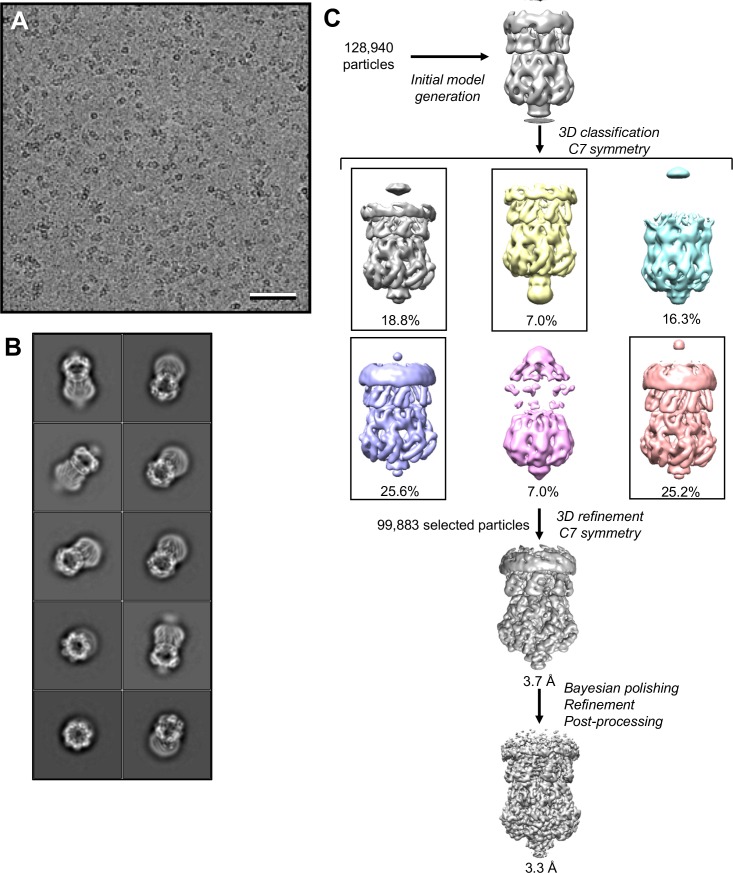 Figure 2—figure supplement 4.