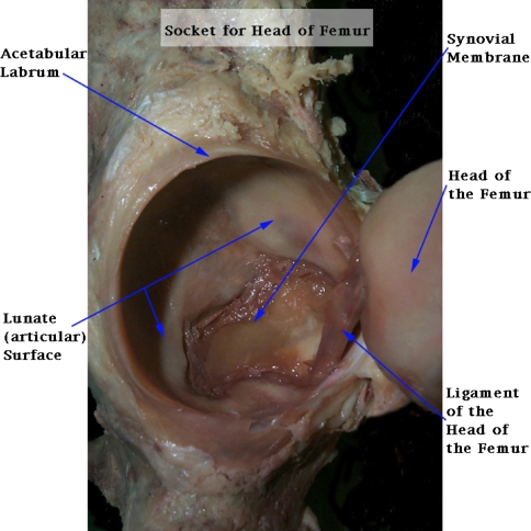 Fig. 1