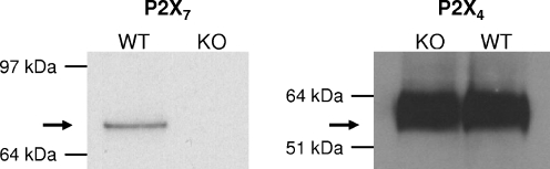 Fig. 6