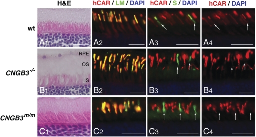 Figure 2.