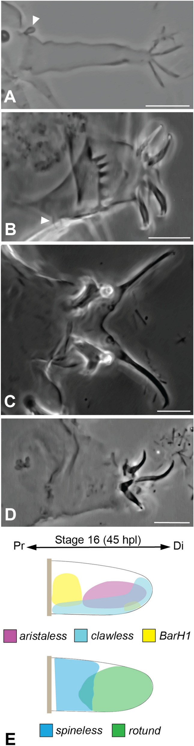 Fig. 7