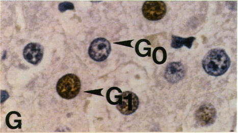 FIGURE 2. G