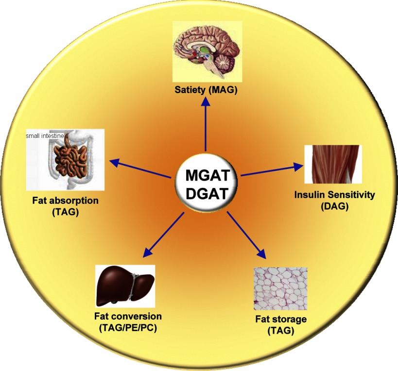 Fig. 2.